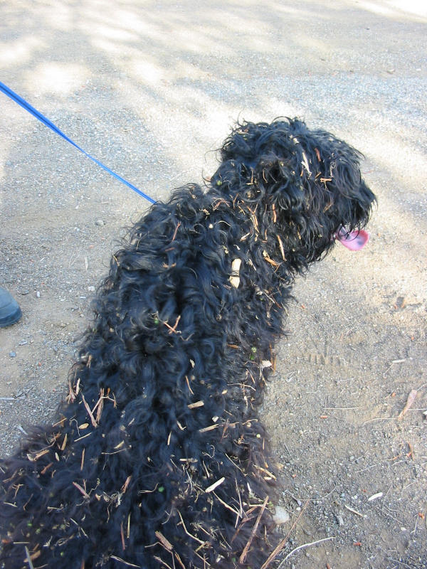 duanedog.jpg