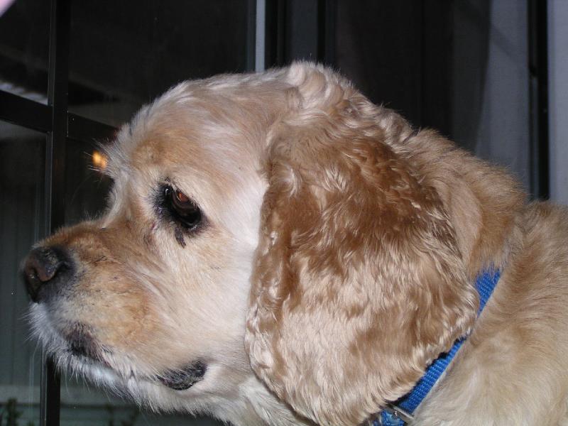 pcmomdog.jpg