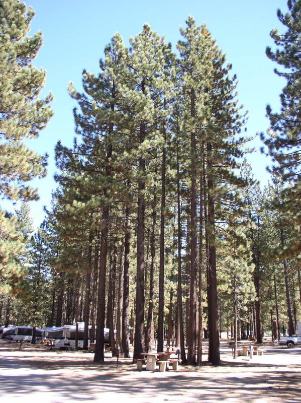 tahoetalltree.jpg